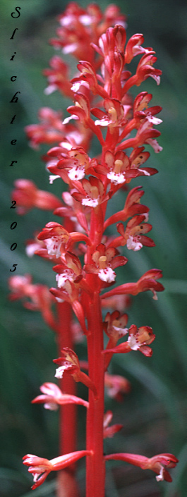 Inflorescence of Pacific Coralroot, Spotted Coralroot, Spotted Coral Root, Summer Coralroot: Corallorhiza maculata (Synonyms: Corallorhiza maculata var. immaculata, Corallorhiza maculata var. maculata, Corallorhiza maculata var. occidentalis)