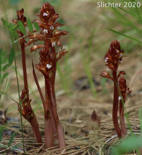 Pacific Coralroot, Spotted Coralroot, Spotted Coral Root, Summer Coralroot: Corallorhiza maculata (Synonyms: Corallorhiza maculata var. immaculata, Corallorhiza maculata var. maculata, Corallorhiza maculata var. occidentalis)