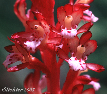 Close-up of the inflorescence of Pacific Coralroot, Spotted Coralroot, Spotted Coral Root, Summer Coralroot: Corallorhiza maculata (Synonyms: Corallorhiza maculata var. immaculata, Corallorhiza maculata var. maculata, Corallorhiza maculata var. occidentalis)