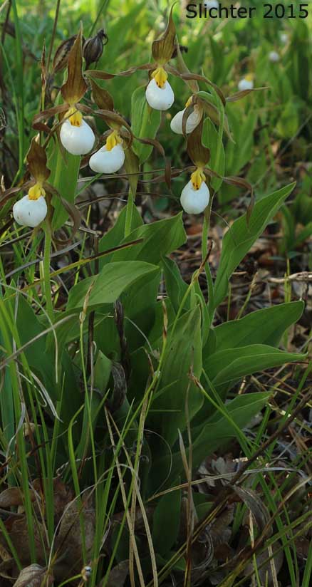 Mountain Lady Slipper, Mountain Lady's Slipper: Cypripedium montanum