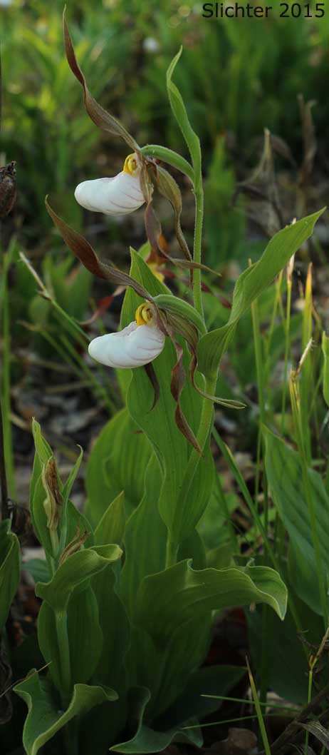 Mountain Lady Slipper, Mountain Lady's Slipper: Cypripedium montanum