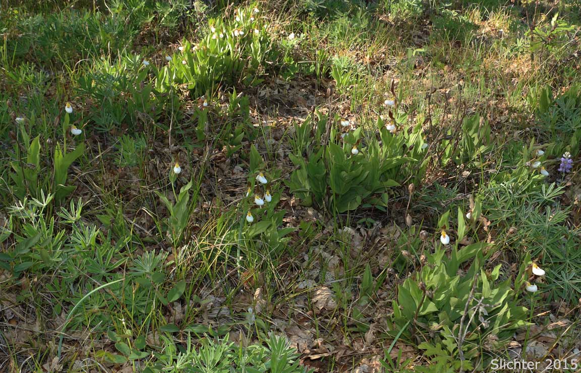 Habitat of Mountain Lady Slipper, Mountain Lady's Slipper: Cypripedium montanum