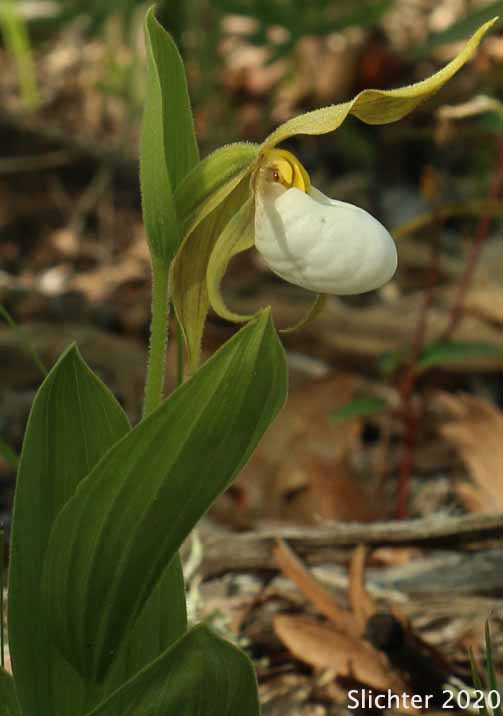 Mountain Lady Slipper, Mountain Lady's Slipper: Cypripedium montanum