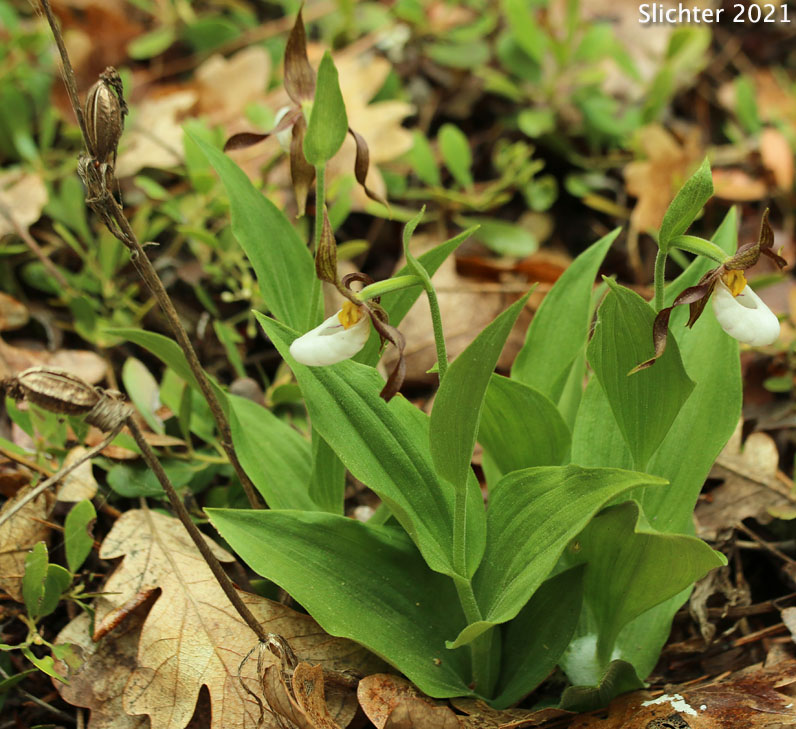 Mountain Lady Slipper, Mountain Lady's Slipper: Cypripedium montanum