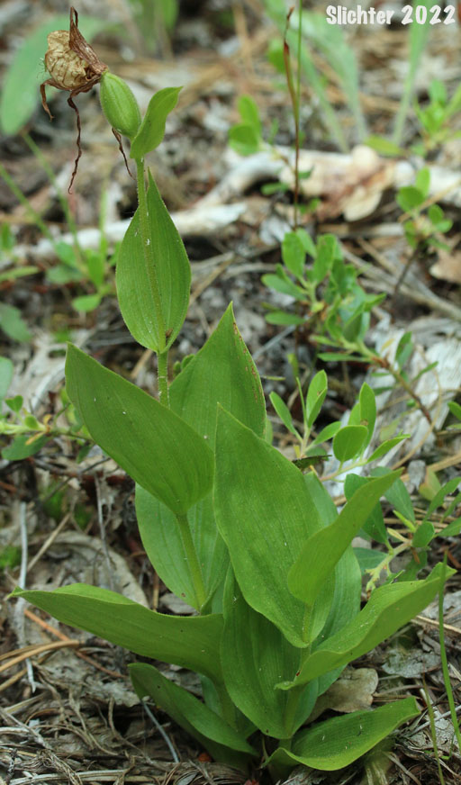 Mountain Lady Slipper, Mountain Lady's Slipper: Cypripedium montanum