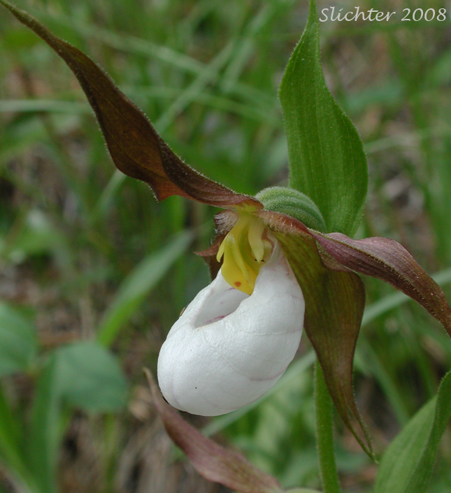 Mountain Lady Slipper: Cypripedium montanum
