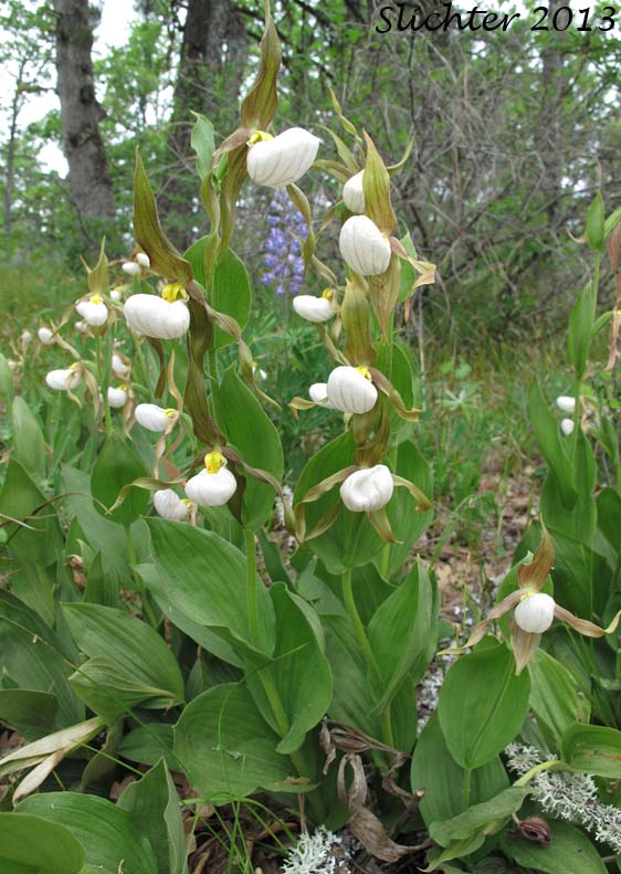 Mountain Lady Slipper: Cypripedium montanum
