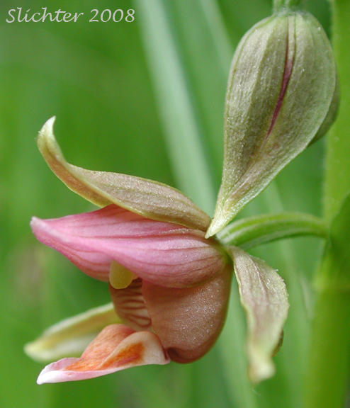 Side view of the flower of Giant Helleborine, Stream Orchid : Epipactis gigantea (Synonyms: Amesia gigantea, Epipactis gigantea f. citrina, Epipactis gigantea f. rubrifolia, Helleborine gigantea)