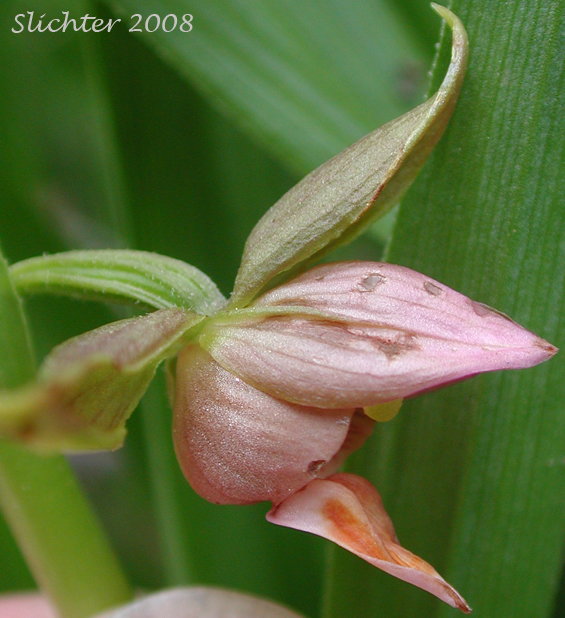 Side view of the flower of Giant Helleborine, Stream Orchid : Epipactis gigantea (Synonyms: Amesia gigantea, Epipactis gigantea f. citrina, Epipactis gigantea f. rubrifolia, Helleborine gigantea)
