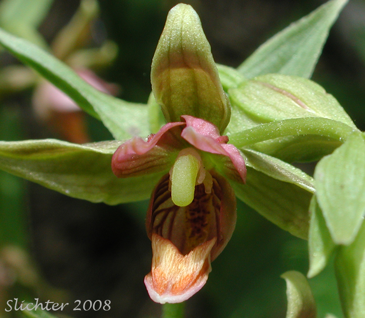 Flower of Giant Helleborine, Stream Orchid : Epipactis gigantea (Synonyms: Amesia gigantea, Epipactis gigantea f. citrina, Epipactis gigantea f. rubrifolia, Helleborine gigantea)