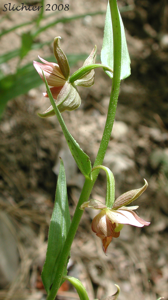 Giant Helleborine, Stream Orchid : Epipactis gigantea (Synonyms: Amesia gigantea, Epipactis gigantea f. citrina, Epipactis gigantea f. rubrifolia, Helleborine gigantea)
