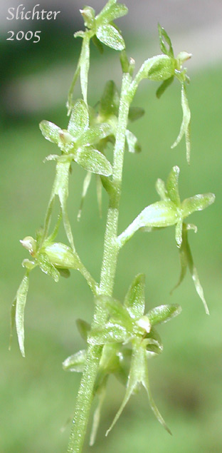 Heart-leaved Twayblade: Neottia cordata