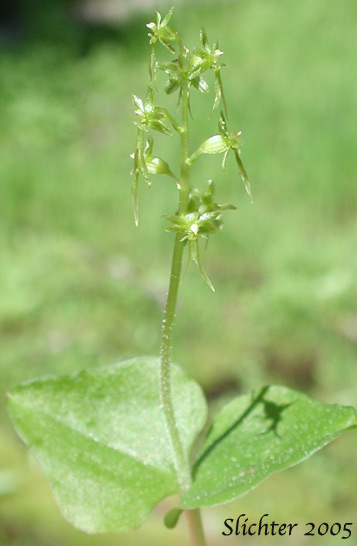 Heart-leaf Twayblade:Neottia cordata