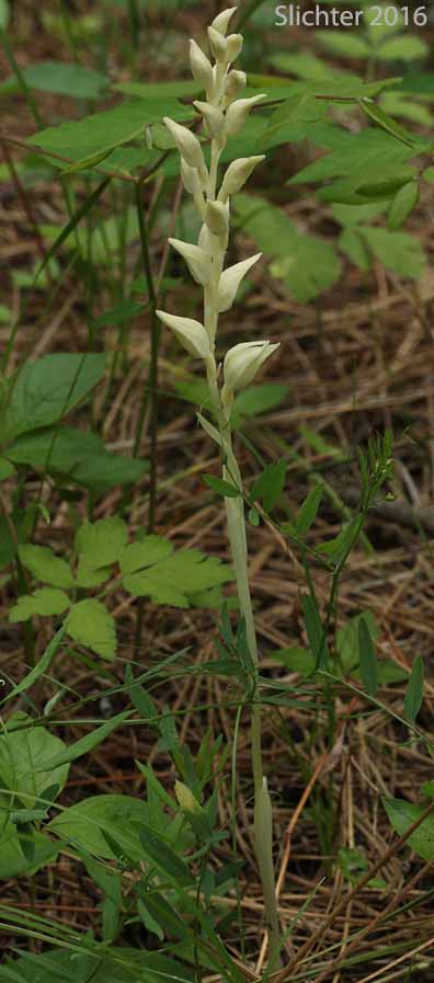 Phantom Orchid: Eburophyton austiniae (Synonyms: Chloraea austiniae, Eburophyton austiniae)