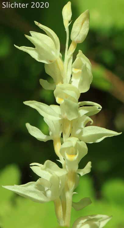 Phantom Orchid: Eburophyton austiniae (Synonyms: Chloraea austiniae, Eburophyton austiniae)