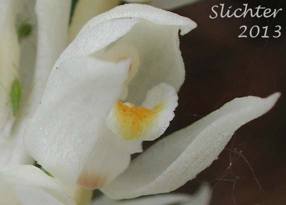 Close-up of a flower of Phantom Orchid: Eburophyton austiniae (Synonyms: Chloraea austiniae, Eburophyton austiniae)
