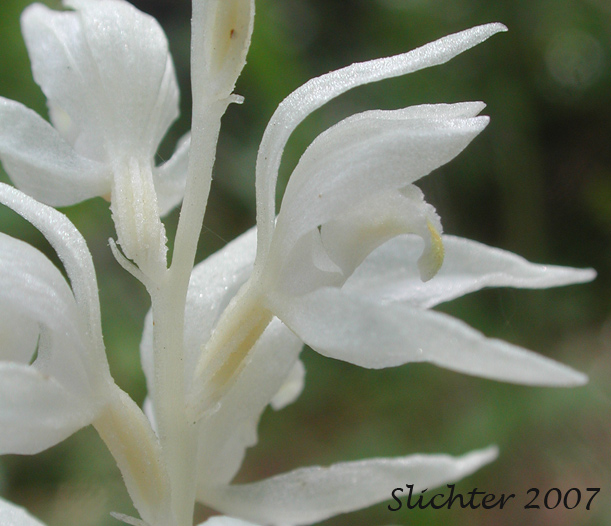 Phantom Orchid: Eburophyton austiniae (Synonyms: Chloraea austiniae, Eburophyton austiniae)