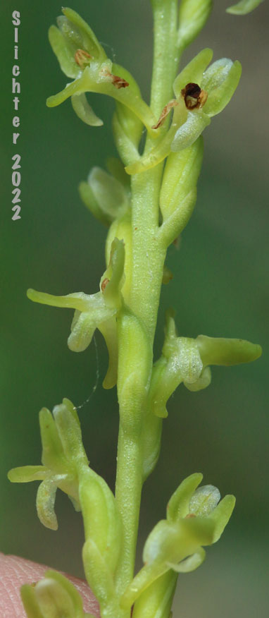 Inflorescence of Alaska Rein Orchid, Alaskan Rein Orchid, Short-spurred Bog Orchid, Short-spurred Piperia, Slender-spire Orchid: Platanthera unalascensis (Synonyms: Habenaria unalascencis, Habenaria schischmareffiana, Piperia unalascensis, Platanthera cooperi, Spiranthes unalascensis)