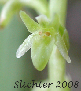 Flower of Alaska Rein Orchid, Alaskan Rein Orchid, Short-spurred Bog Orchid, Short-spurred Piperia, Slender-spire Orchid: Platanthera unalascensis (Synonyms: Habenaria unalascencis, Habenaria schischmareffiana, Piperia unalascensis, Platanthera cooperi, Spiranthes unalascensis)