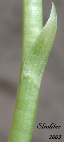 Stem leaf or bract of Alaska Rein Orchid, Alaskan Rein Orchid, Short-spurred Bog Orchid, Short-spurred Piperia, Slender-spire Orchid: Platanthera unalascensis (Synonyms: Habenaria unalascencis, Habenaria schischmareffiana, Piperia unalascensis, Platanthera cooperi, Spiranthes unalascensis)