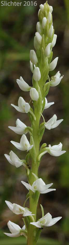 Inflorescence of Dilated Bog Orchid, Scentbottle, Scent Bottle Orchid, White Bog Orchid: Platanthera dilatata var. dilatata (Synonyms: Habenaria dilatata, Habenaria dilatata var. angustifolia, Habenaria dilatata var. dilatata, Limnorchis dilatata)
