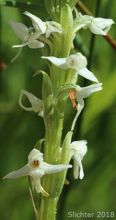 Inflorescence of Dilated Bog Orchid, Scentbottle, Scent Bottle Orchid, White Bog Orchid: Platanthera dilatata var. dilatata (Synonyms: Habenaria dilatata, Habenaria dilatata var. angustifolia, Habenaria dilatata var. dilatata, Limnorchis dilatata)