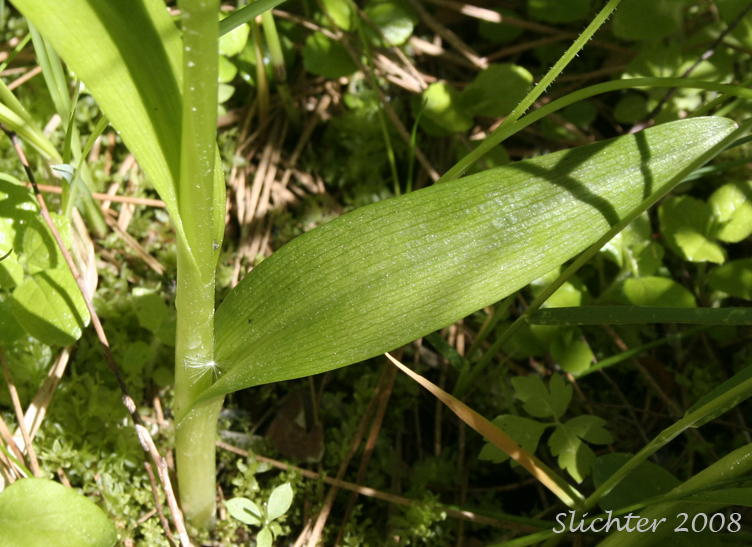 Lower stem leaf of Dilated Bog Orchid, Scentbottle, Scent Bottle Orchid, White Bog Orchid: Platanthera dilatata var. dilatata (Synonyms: Habenaria dilatata, Habenaria dilatata var. angustifolia, Habenaria dilatata var. dilatata, Limnorchis dilatata)