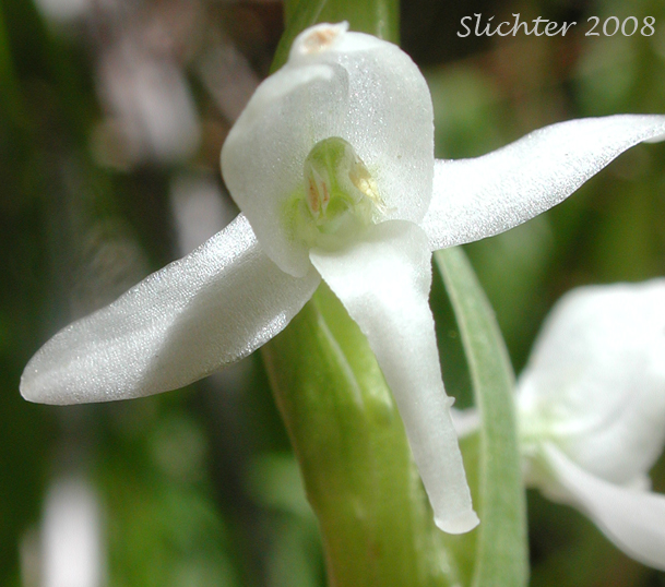 Dilated Bog Orchid, Scentbottle, Scent Bottle Orchid, White Bog Orchid: Platanthera dilatata var. dilatata (Synonyms: Habenaria dilatata, Habenaria dilatata var. angustifolia, Habenaria dilatata var. dilatata, Limnorchis dilatata)