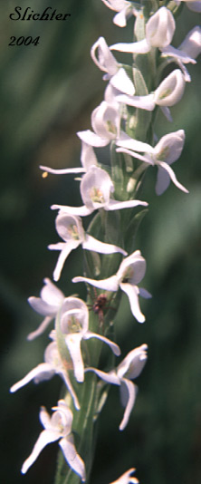 Raceme of Dilated Bog Orchid, Scentbottle, Scent Bottle Orchid, White Bog Orchid: Platanthera dilatata var. dilatata (Synonyms: Habenaria dilatata, Habenaria dilatata var. angustifolia, Habenaria dilatata var. dilatata, Limnorchis dilatata)