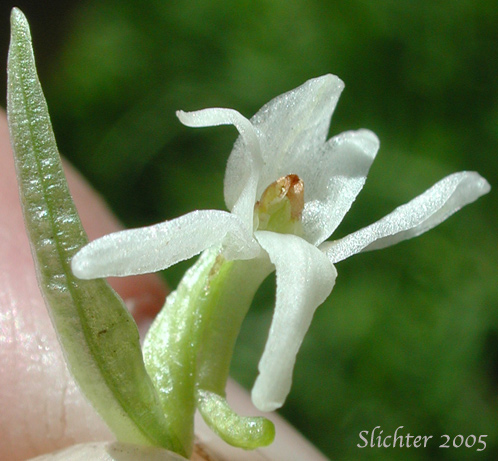 Flower of Dilated Bog Orchid, Scentbottle, Scent Bottle Orchid, White Bog Orchid: Platanthera dilatata var. dilatata (Synonyms: Habenaria dilatata, Habenaria dilatata var. angustifolia, Habenaria dilatata var. dilatata, Limnorchis dilatata)