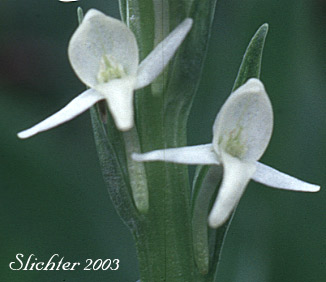 Long-spurred Bog Orchid, Sierra Bog Orchid, White Bog Orchid: Platanthera dilatata var. leucostachys (Synonyms: Habenaria dilatata var. leuchostachys, Habenaria leucostachys, Limnorchis graminifolia, Limnorchis leucostachys, Limnorchis leucostachys var. leucostachys, Limnorchis leucostachys var. robusta, Platanthera leucostachys)