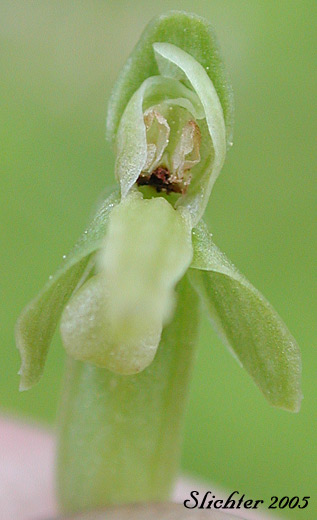 Flower of Slender Bog Orchid: Platanthera stricta (Synonyms: Habenaria hyperborea var. viridiflora, Habenaria saccata, Habenaria stricta, Limnorchis saccata, Limnorchis stricta, Limnorchis viridiflora, Platanthera convallariifolia, Platanthera dilatata var. gracilis, Platanthera hyperborea var. viridiflora, Platanthera saccata)