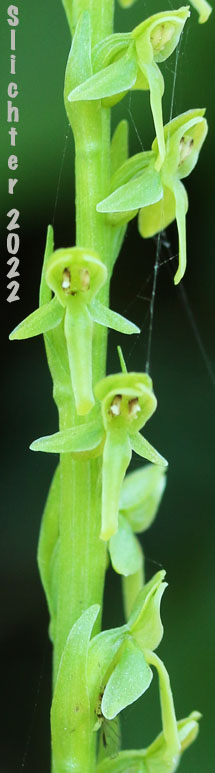 Slender Bog Orchid: Platanthera stricta (Synonyms: Habenaria hyperborea var. viridiflora, Habenaria saccata, Habenaria stricta, Limnorchis saccata, Limnorchis stricta, Limnorchis viridiflora, Platanthera convallariifolia, Platanthera dilatata var. gracilis, Platanthera hyperborea var. viridiflora, Platanthera saccata)