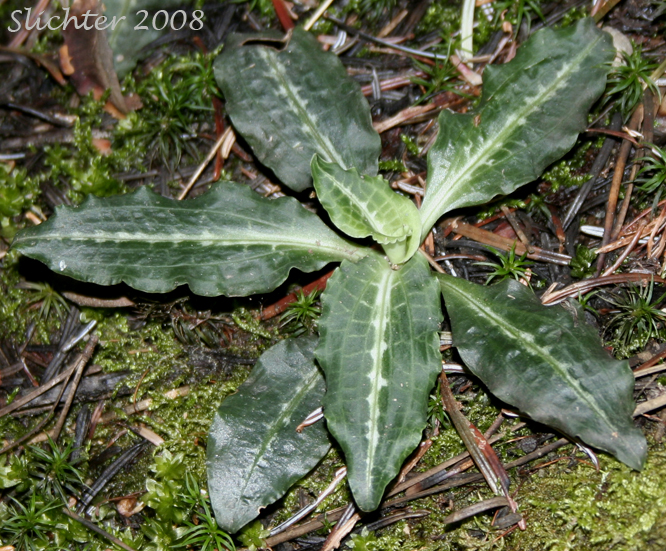 Basal leaves of Giant Rattlesnake Plantain, Green-leaf Rattlesnake-plantain, Rattlesnake Plantain, Western Rattlesnake Plantain: Goodyera oblongifolia (Synonyms: Goodyera decipiens, Goodyera oblongifolia var. reticulata, Peramium decipiens, Peramium menziesii)