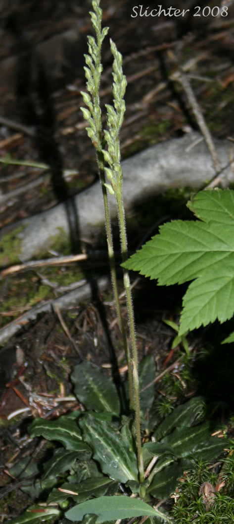 Giant Rattlesnake Plantain, Green-leaf Rattlesnake-plantain, Rattlesnake Plantain, Western Rattlesnake Plantain: Goodyera oblongifolia (Synonyms: Goodyera decipiens, Goodyera oblongifolia var. reticulata, Peramium decipiens, Peramium menziesii)