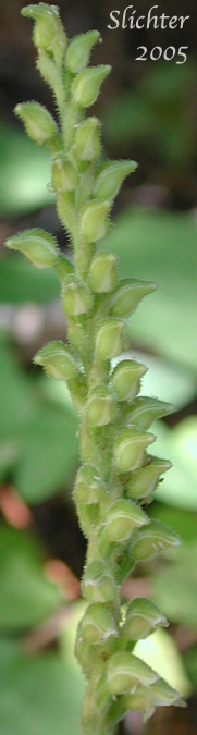 Inflorescence of Giant Rattlesnake Plantain, Green-leaf Rattlesnake-plantain, Rattlesnake Plantain, Western Rattlesnake Plantain: Goodyera oblongifolia (Synonyms: Goodyera decipiens, Goodyera oblongifolia var. reticulata, Peramium decipiens, Peramium menziesii)