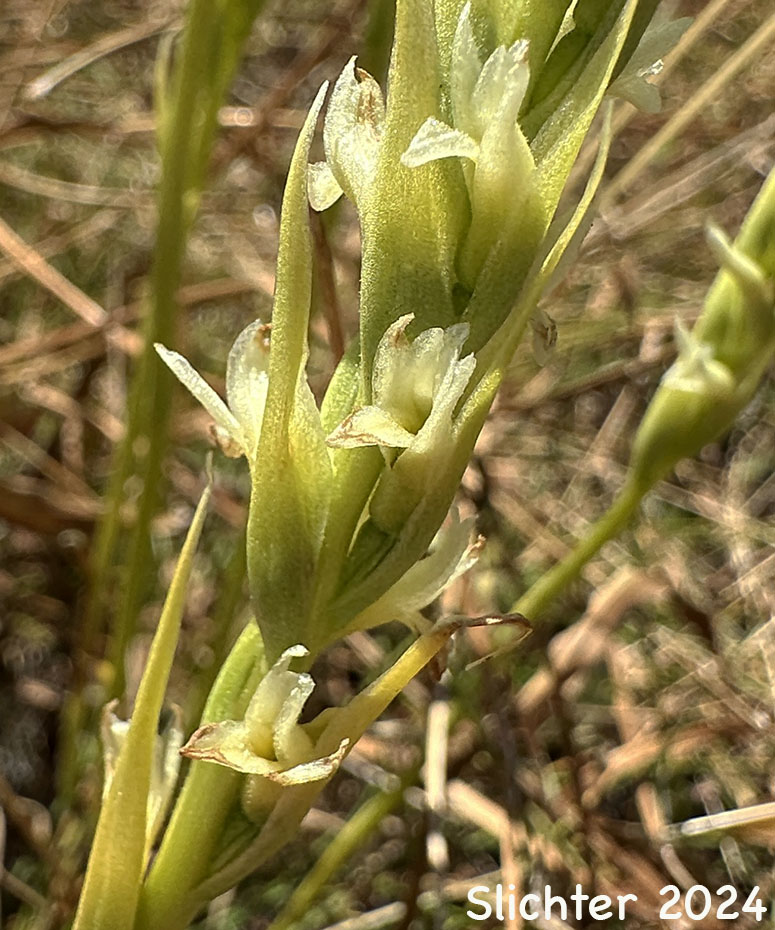 Flowers of Creamy Ladies'-tresses, Creamy Lady's Tress, Western Ladies'-tresses, Western Ladies' Tresses: Spiranthes porrifolia (Synonym: Spiranthes romanzoffiana var. porrifolia)