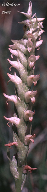 Hooded Ladies' Tresses: Spiranthes romanzoffiana