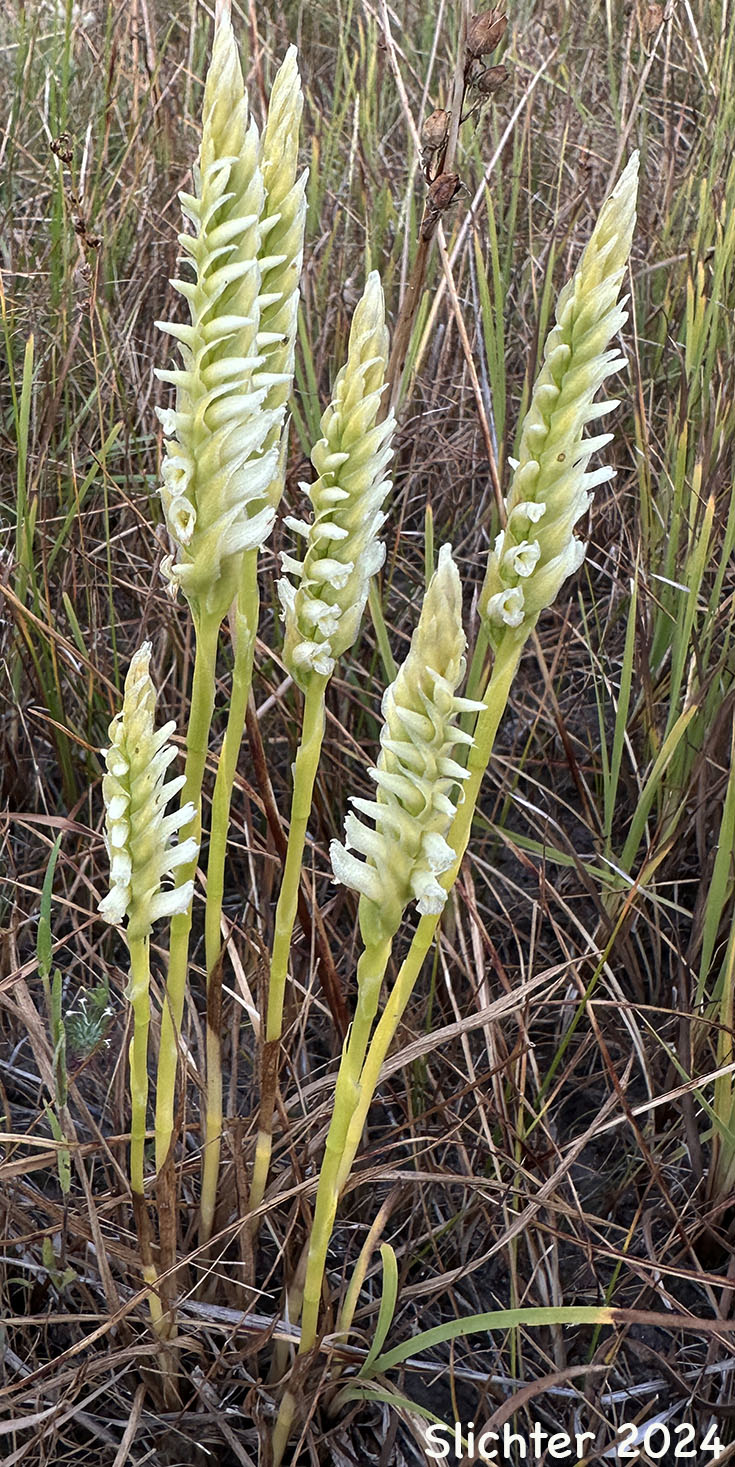 Hooded Ladies' Tresses: Spiranthes romanzoffiana (Synonym: Spiranthes romanzoffiana var. romanzoffiana