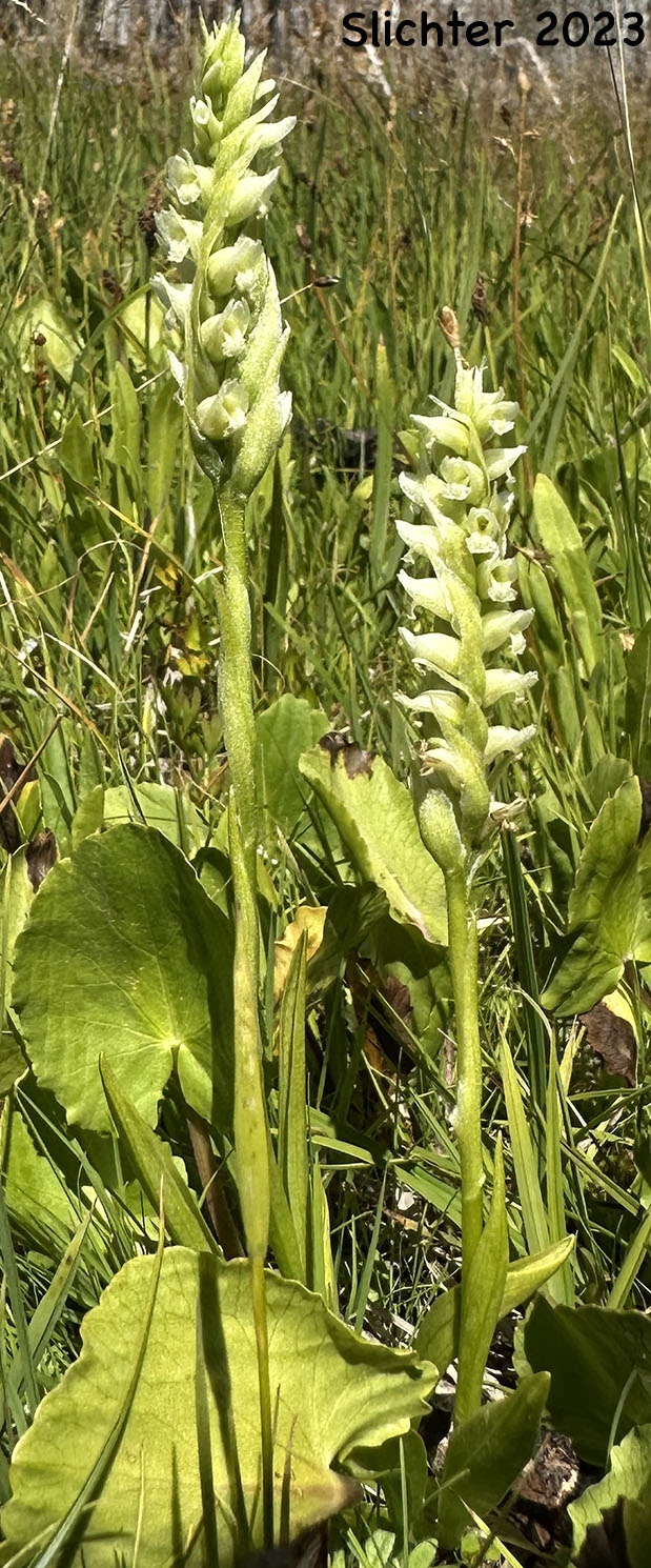 Hooded Ladies' Tresses: Spiranthes romanzoffiana (Synonym: Spiranthes romanzoffiana var. romanzoffiana)