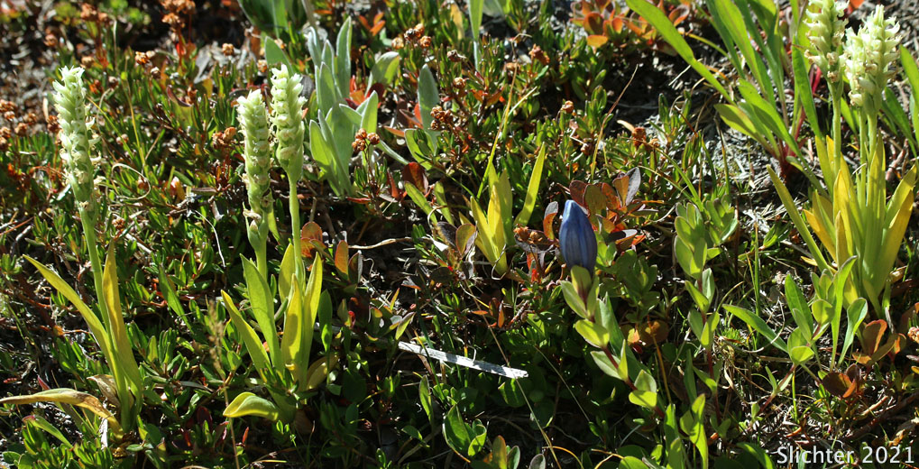 Hooded Ladies' Tresses: Spiranthes romanzoffiana (Synonym: Spiranthes romanzoffiana var. romanzoffiana)