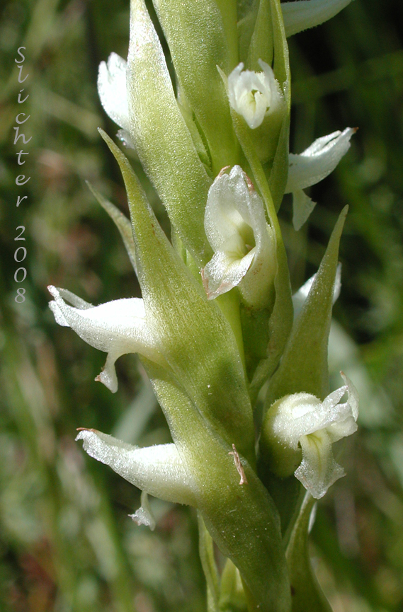 Close-up of the inflorescence of Hooded Ladies' Tresses: Spiranthes romanzoffiana