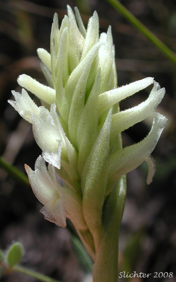 The spiralled inflorescence of Hooded Ladies' Tresses: Spiranthes romanzoffiana