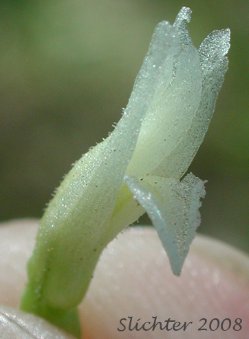 Close-up image of a flower of Hooded Ladies' Tresses: Spiranthes romanzoffiana