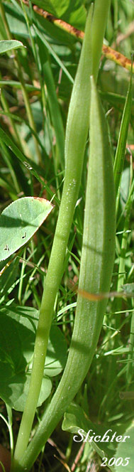 Basal leaves of Hooded Ladies' Tresses: Spiranthes romanzoffiana