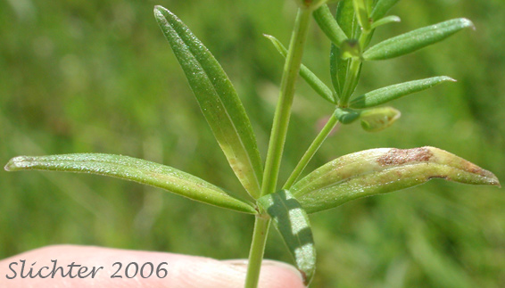 Stem leaves of Northern Bedstraw: Galium boreale (Synonyms: Galium boreale ssp. septentrionale, Galium boreale var. hyssopifolium, Galium boreale var. intermedium, Galium boreale var. linearifolium, Galium boreale var. scabrum, Galium boreale var. typicum, Galium hyssopifolium, Galium septentrionale, Galium strictum)