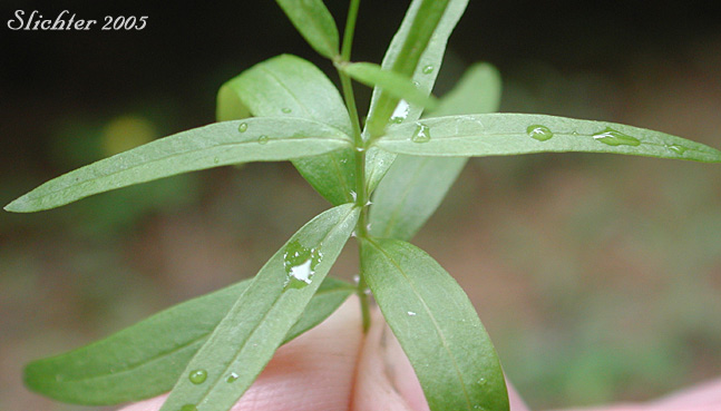 Paired stem leaves of Kelloggia, Milk Kelloggia, Milky Kelloggia: Kelloggia galioides