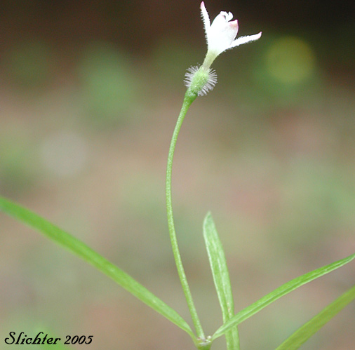 Kelloggia, Milk Kelloggia, Milky Kelloggia: Kelloggia galioides