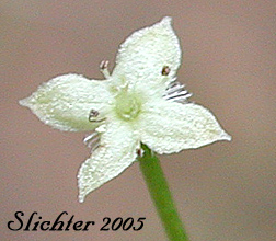 Flower of Fragrant Bedstraw, Sweetscented Bedstraw, Three-flowered Bedstraw: Galium triflorum (Synonyms: Galium brachiatum, Galium pennsylvanicum, Galium triflorum var. asprelliforme, Galium triflorum var. viridiflorum)