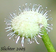 Hooked fruits of Fragrant Bedstraw, Sweetscented Bedstraw, Three-flowered Bedstraw: Galium triflorum (Synonyms: Galium brachiatum, Galium pennsylvanicum, Galium triflorum var. asprelliforme, Galium triflorum var. viridiflorum)